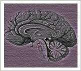 Brain Graphic