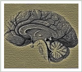 Brain Graphic