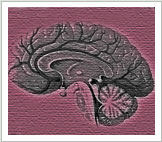 Brain Graphic