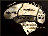 Brain Diagram