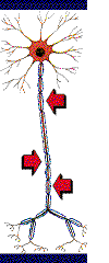 Axon Shear