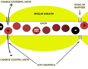 Ion Channels