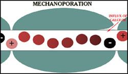 Mechanoporation