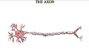 Neuron Animation