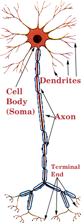Axon
